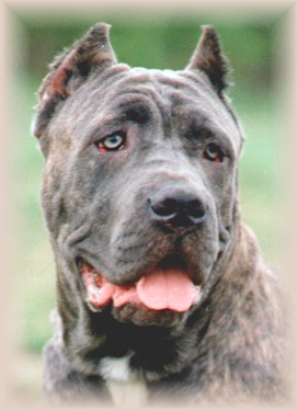 Borealis Cane Corso